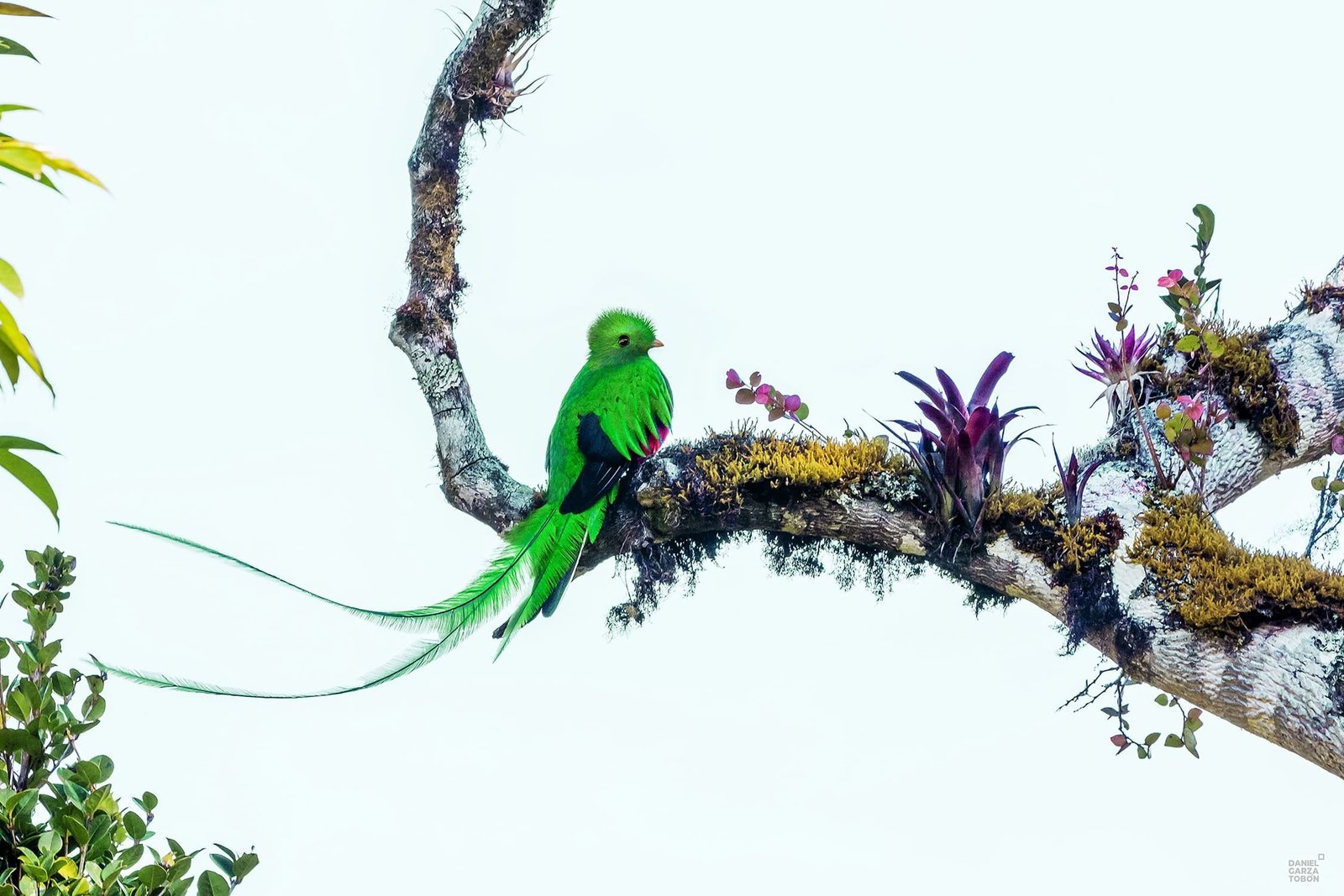 1. quetzal y bromelias