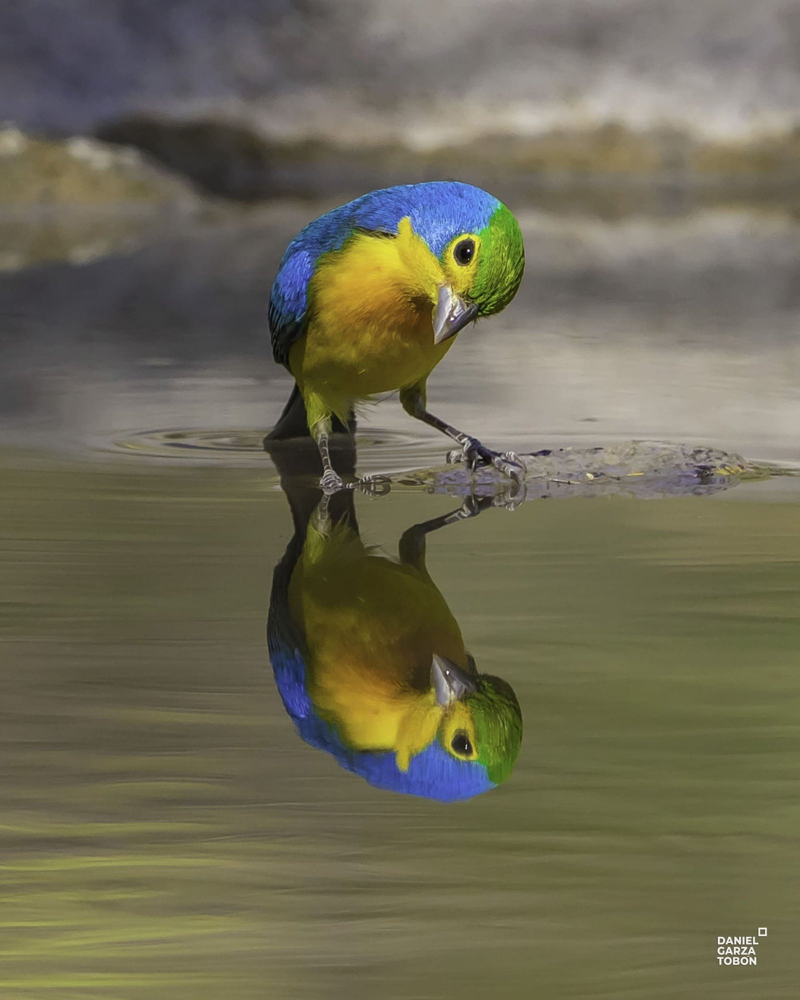 8. colorín admirándose