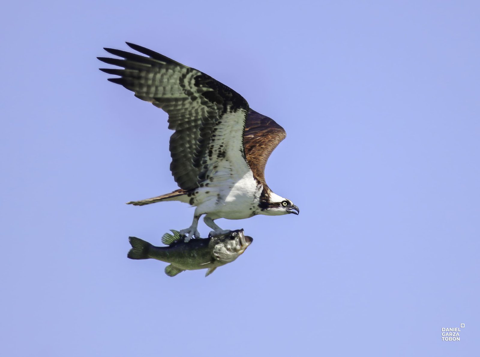 aguila pescadora con lobina+