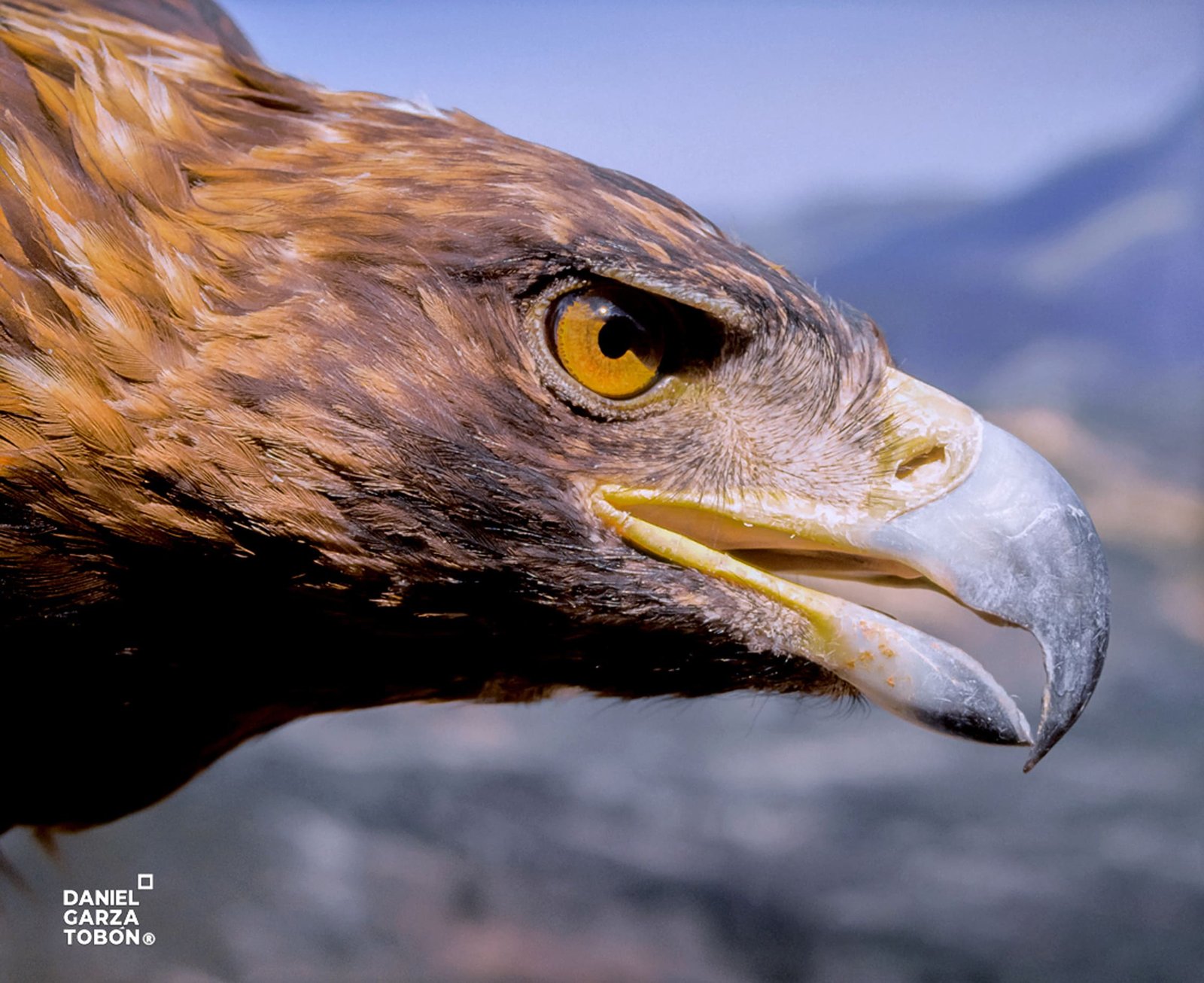 águila real+