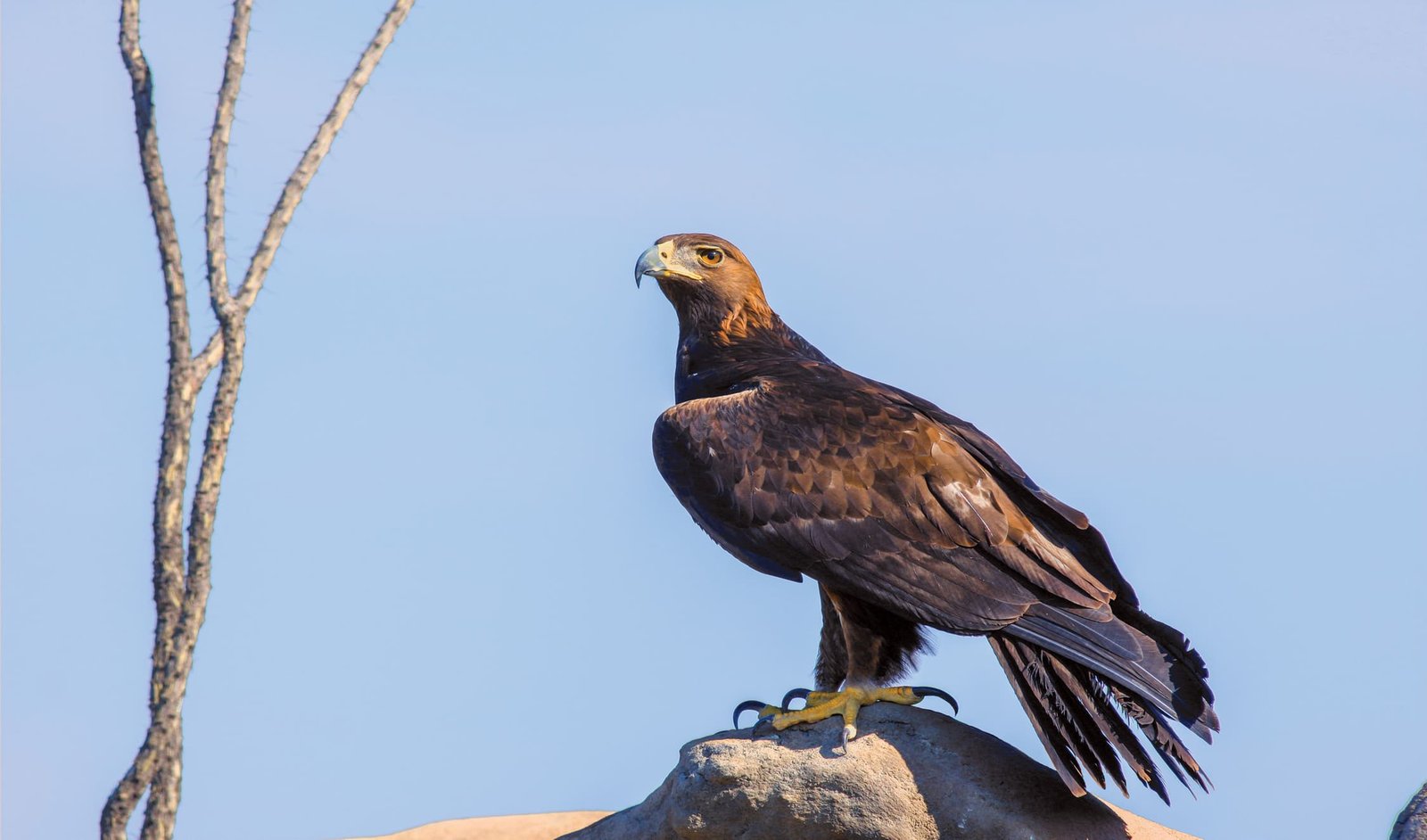 águila real 6868 2