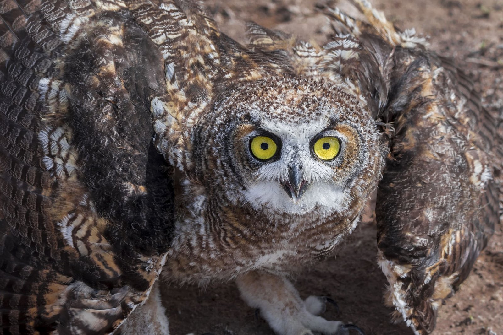 bubo virginianus, búho cornudo, great horned owl. v4a4493 120 x 180