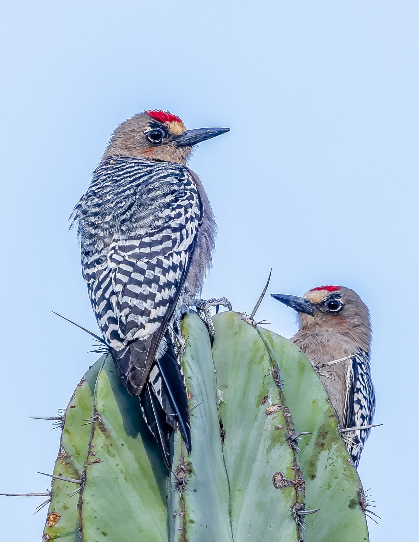 carpintero del balsas (melanerpes hypopolius) dsc5725
