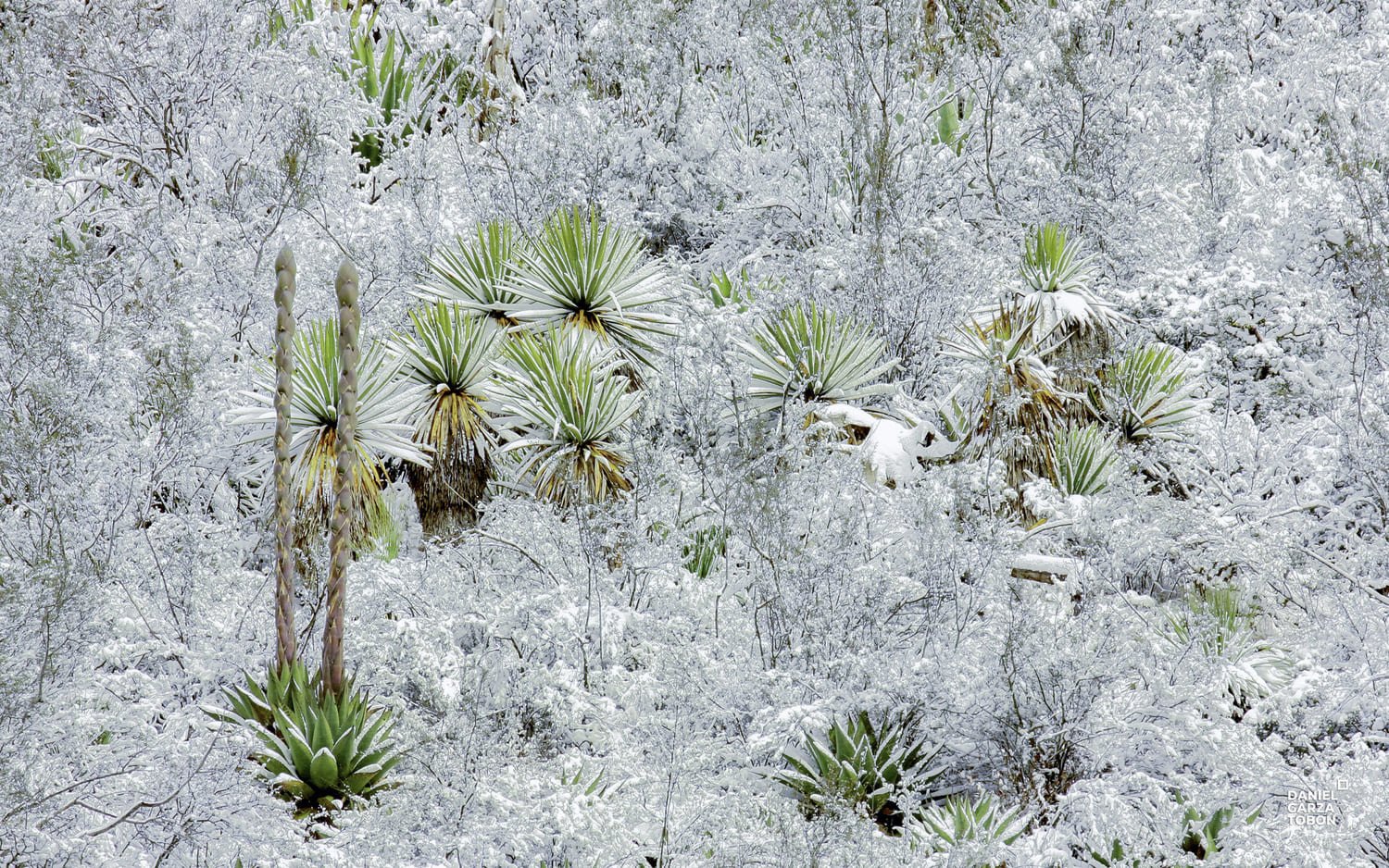 desierto nevado