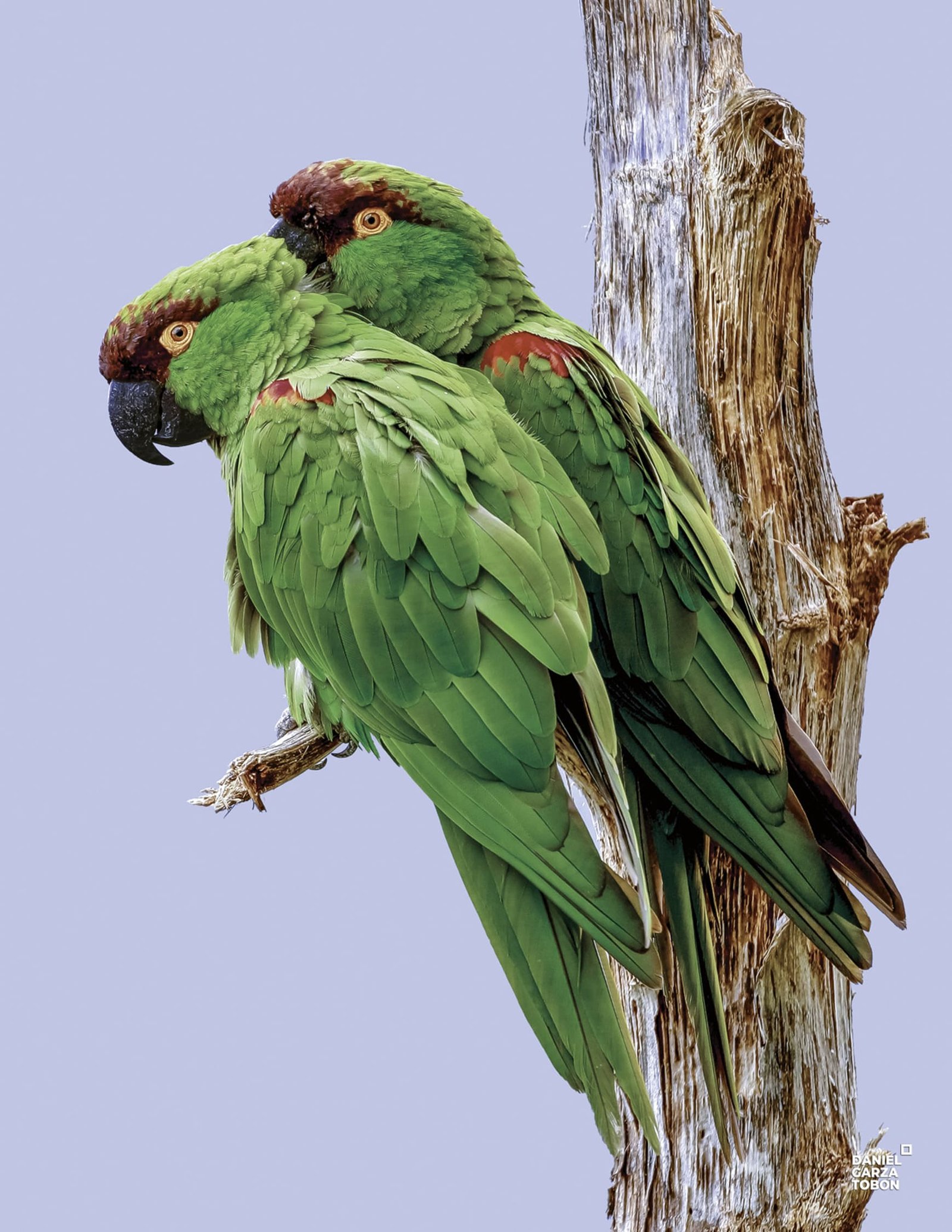 guacamayas enanas