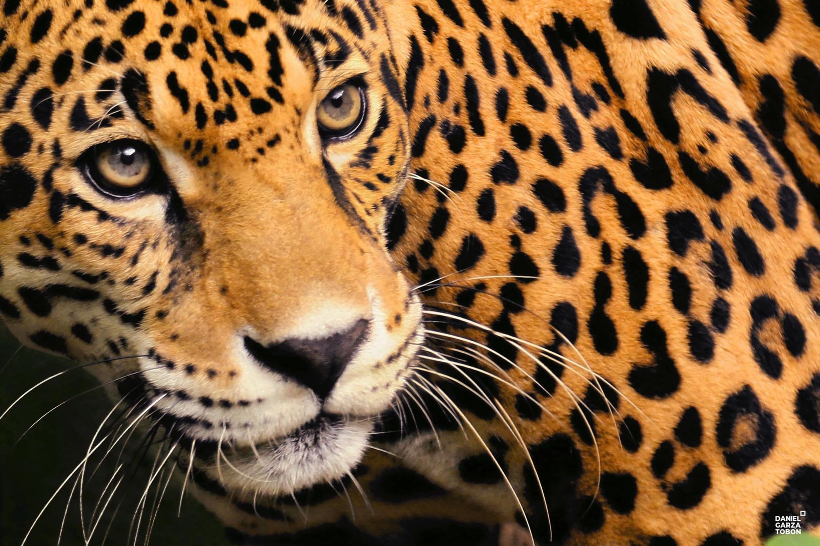 mirada de jaguar